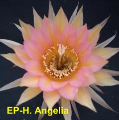EP-H. Angelia 4.1.jpg 